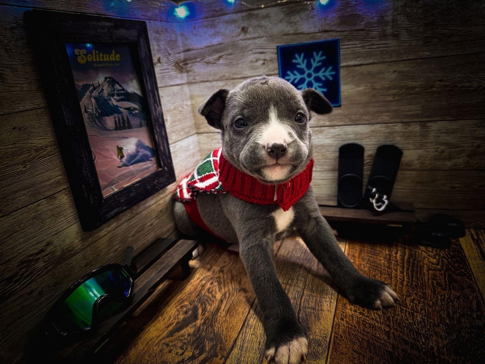 Enlarge Solitude, a Adoptable Terrier in New London, WI image 1/3