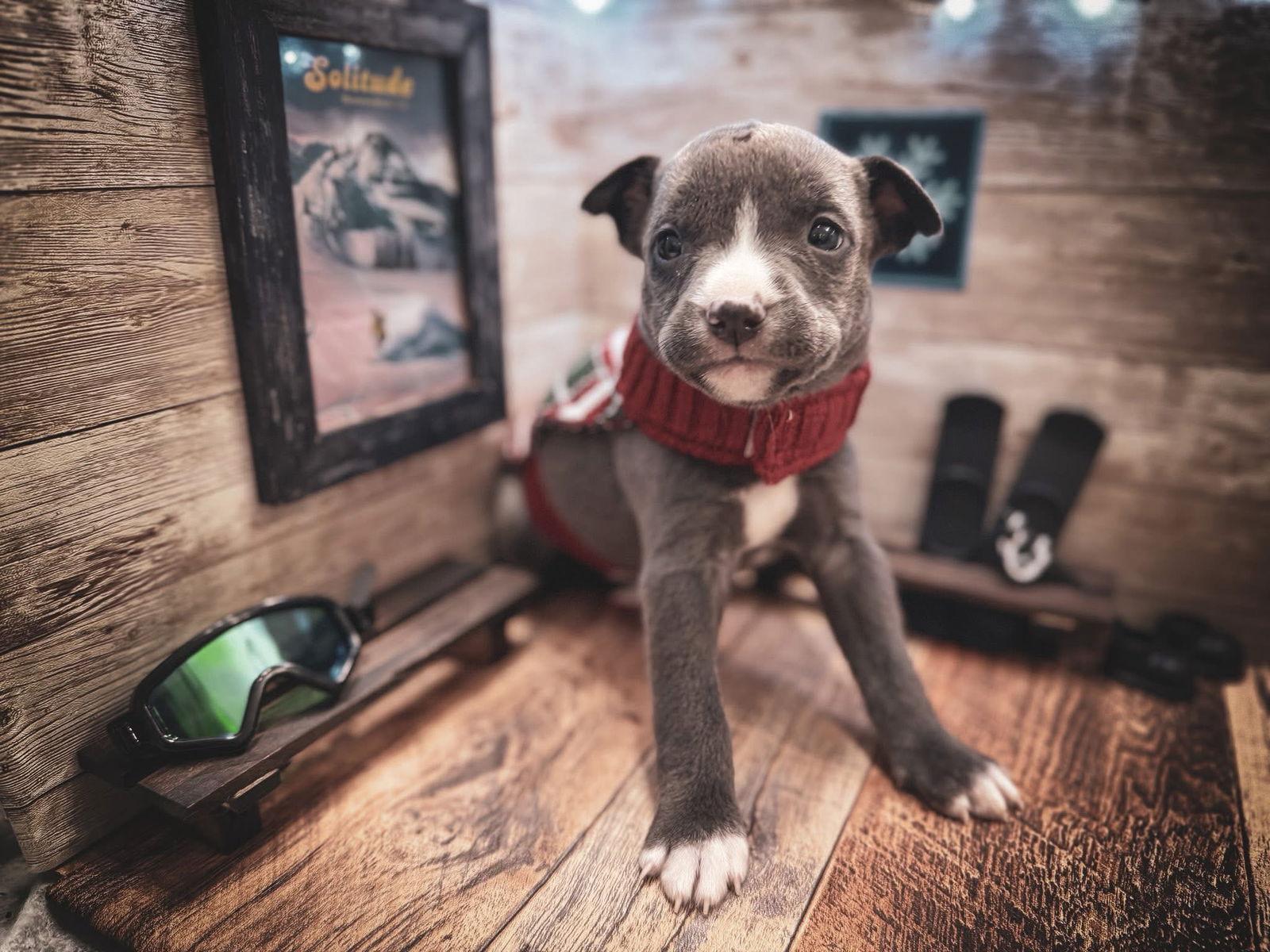 Enlarge Solitude, a Adoptable Terrier in New London, WI image 2/3