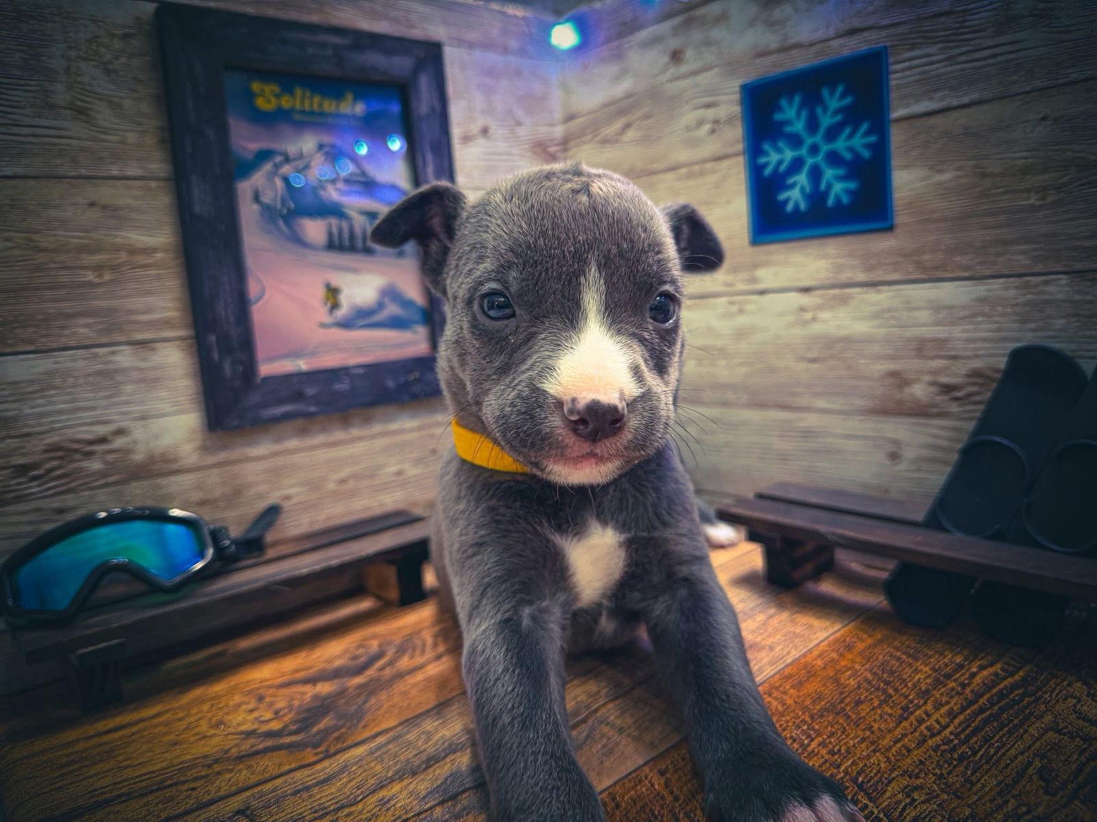 Enlarge Solitude, a Adoptable Terrier in New London, WI image 3/3