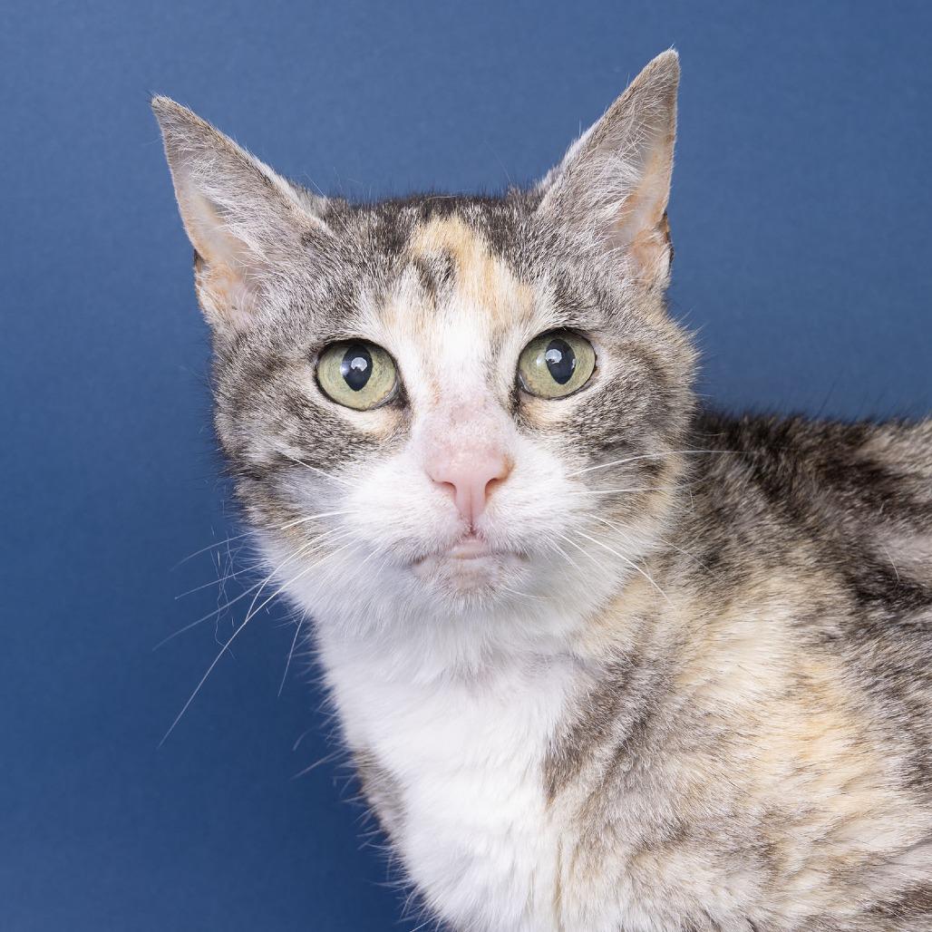 Rosalie, Adoptable, Senior Female American Shorthair.