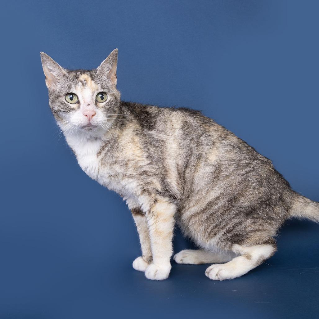 Enlarge Rosalie, a Adoptable American Shorthair in Franklin, TN image 2/2