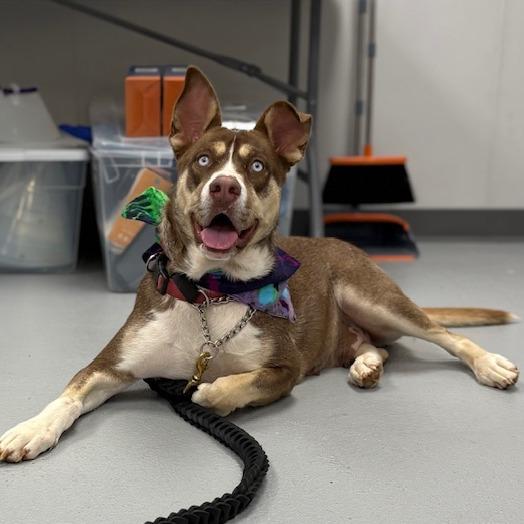 Enlarge Kodia, a Adoptable Mixed Breed in Winston Salem, NC image 1/6