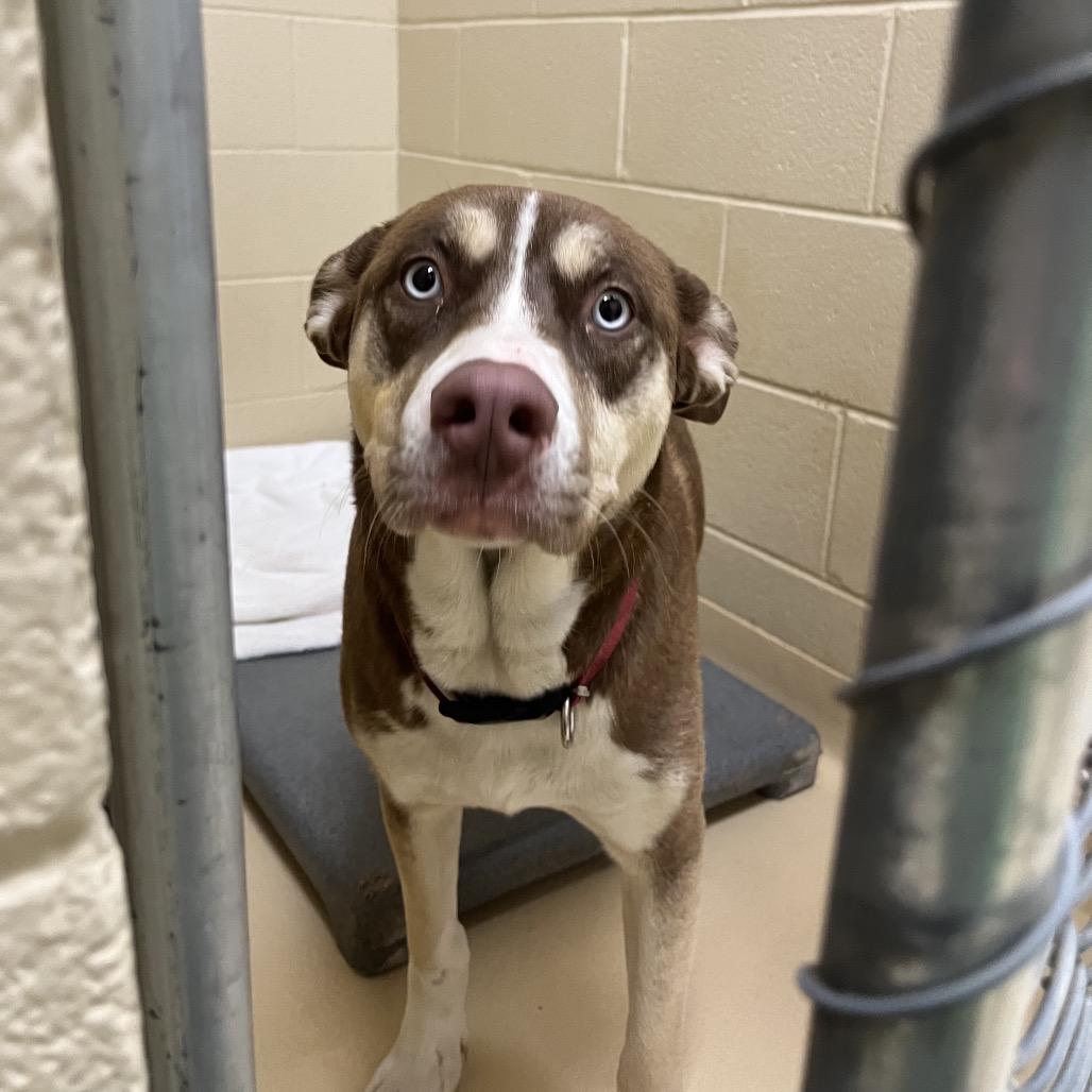 Enlarge Kodia, a Adoptable Mixed Breed in Winston Salem, NC image 2/6