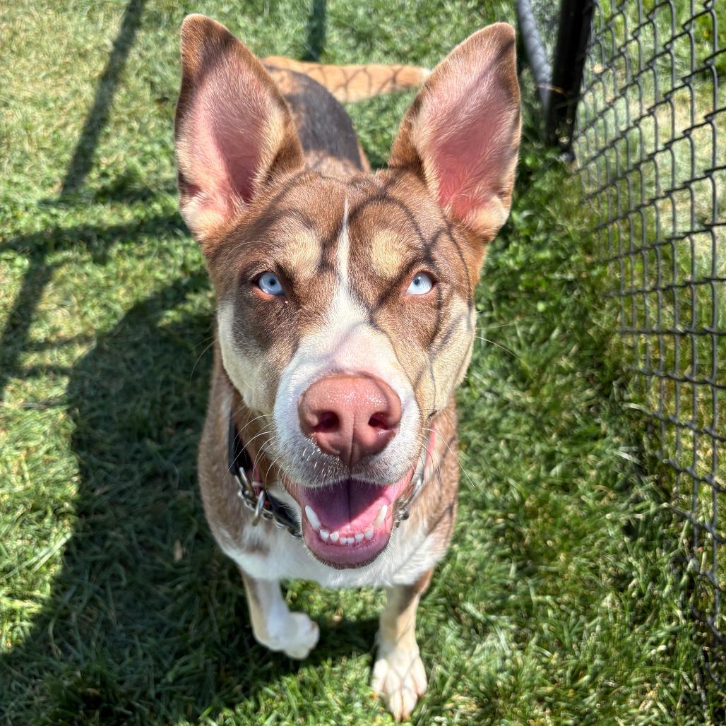 Enlarge Kodia, a Adoptable Mixed Breed in Winston Salem, NC image 3/6