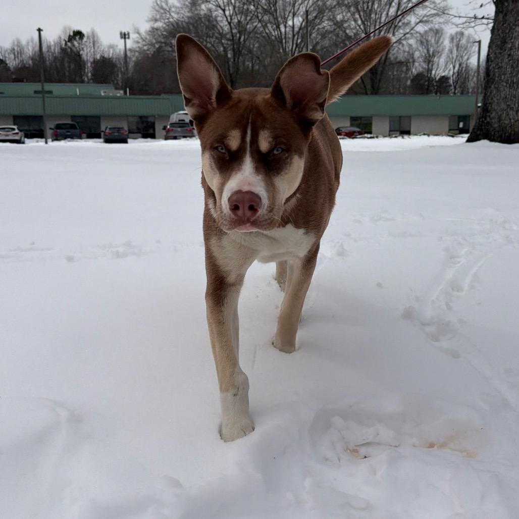 Enlarge Kodia, a Adoptable Mixed Breed in Winston Salem, NC image 4/6