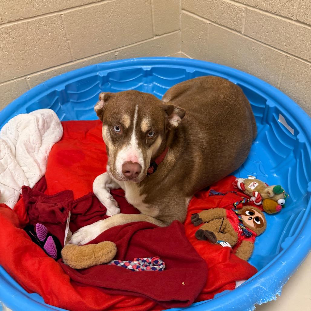 Enlarge Kodia, a Adoptable Mixed Breed in Winston Salem, NC image 5/6