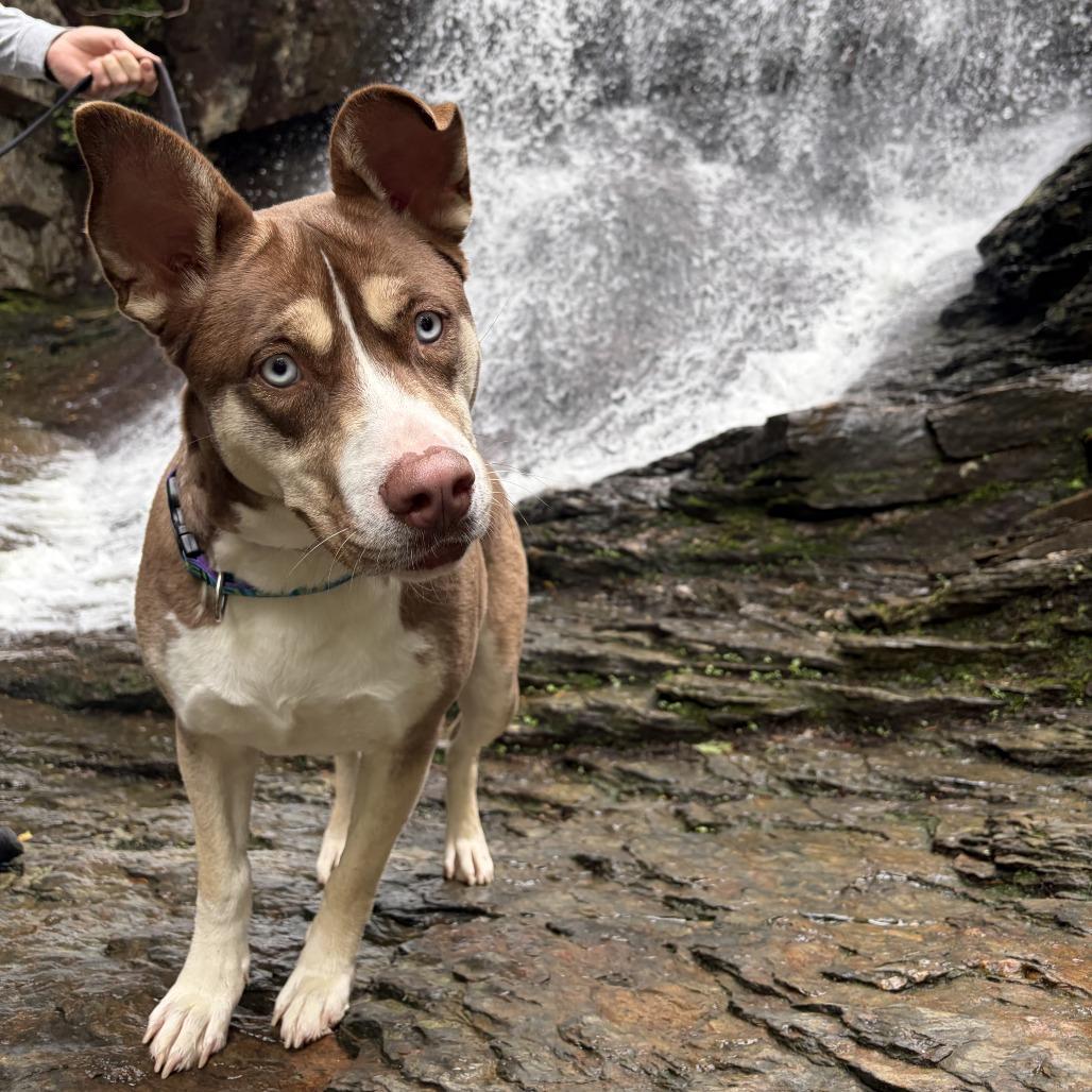 Kodia, a Adoptable Mixed Breed in Winston Salem, NC image 5/6