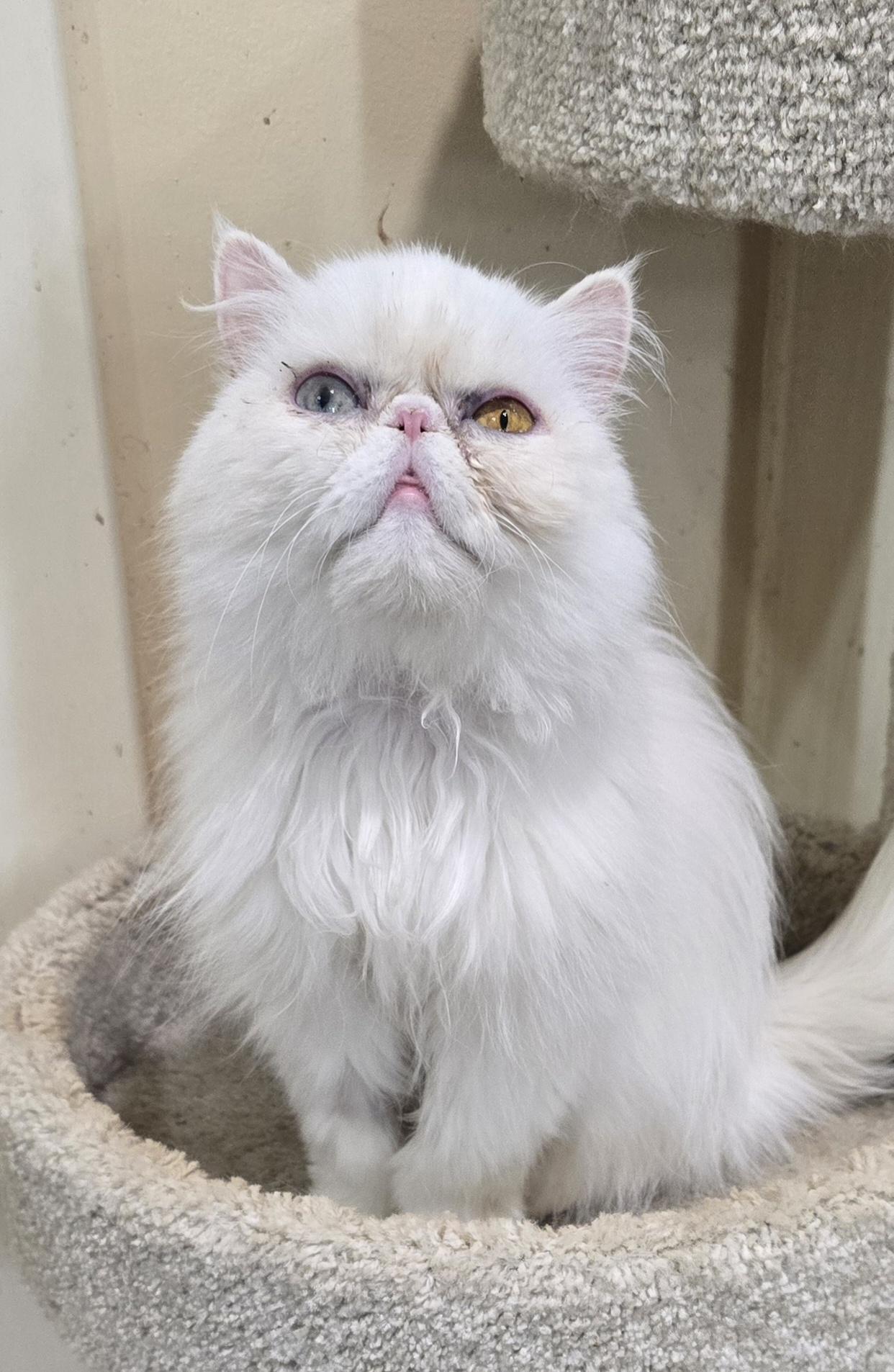 MISTY, an adopted Persian in Indianapolis, IN image 1/5