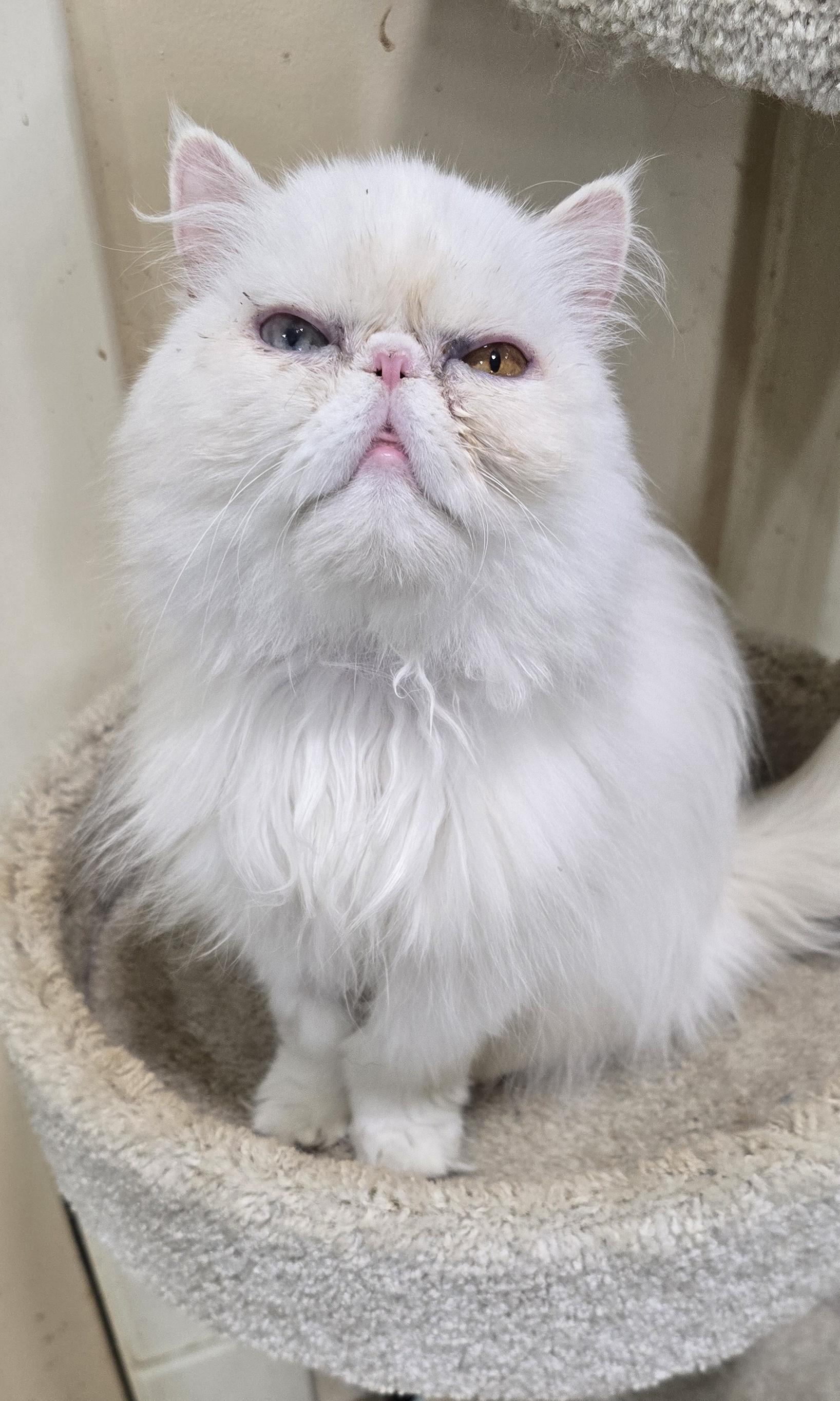 MISTY, an adopted Persian in Indianapolis, IN image 5/5