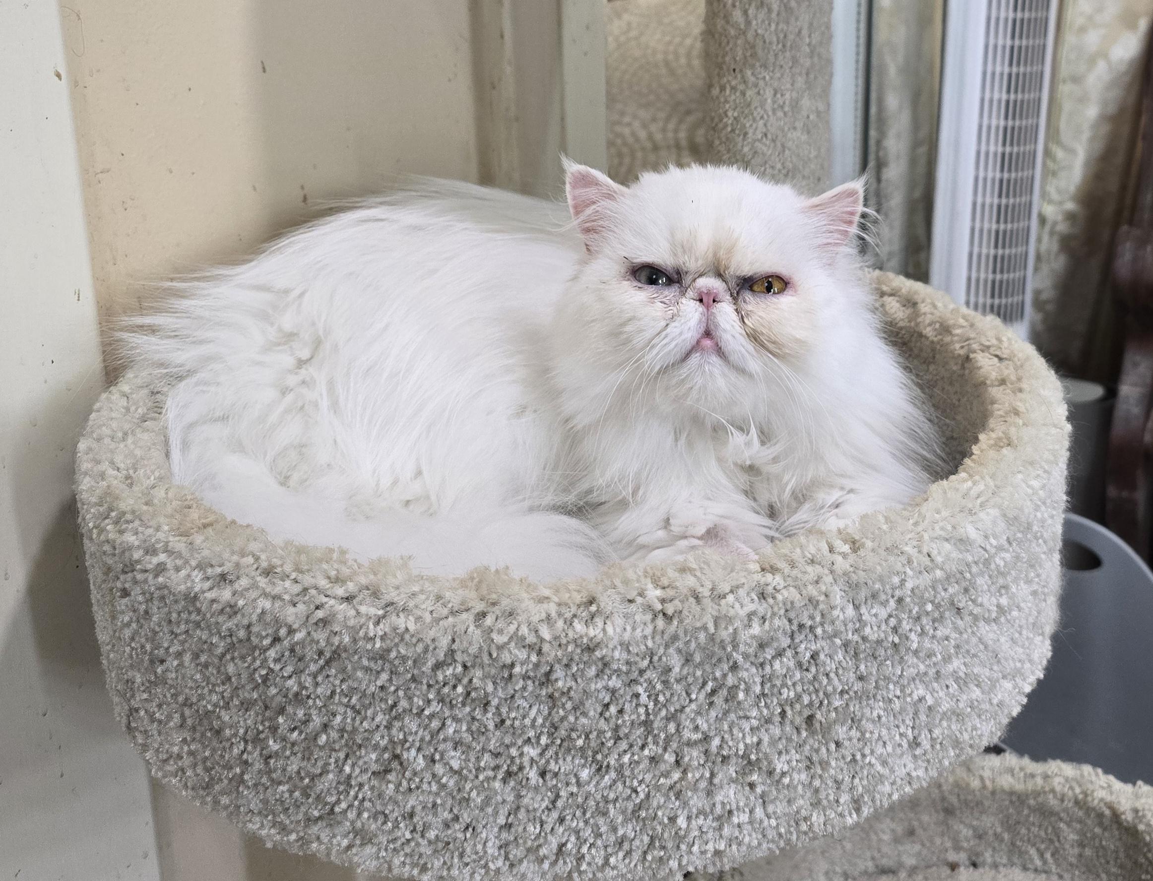 MISTY, an adopted Persian in Indianapolis, IN image 3/5