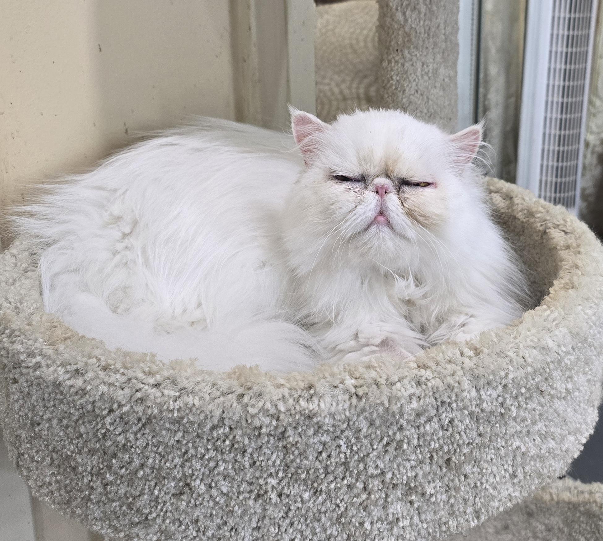 MISTY, an adopted Persian in Indianapolis, IN image 2/5