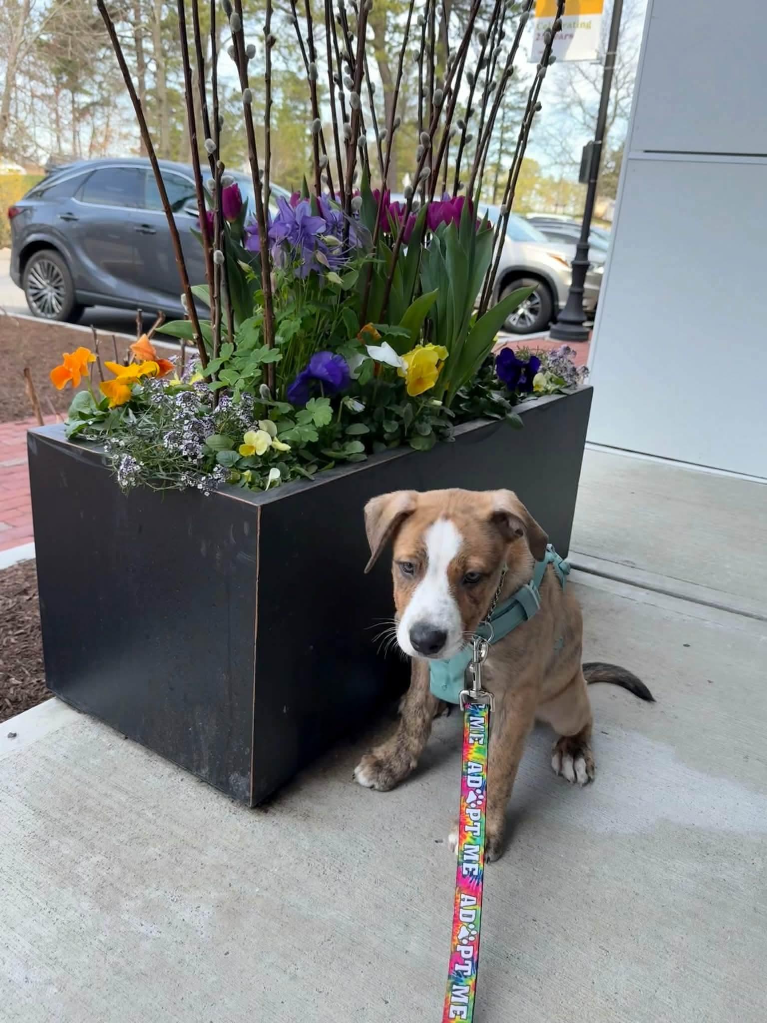 Enlarge Mason, an adopted mixed breed in Plymouth, MA image 3/6