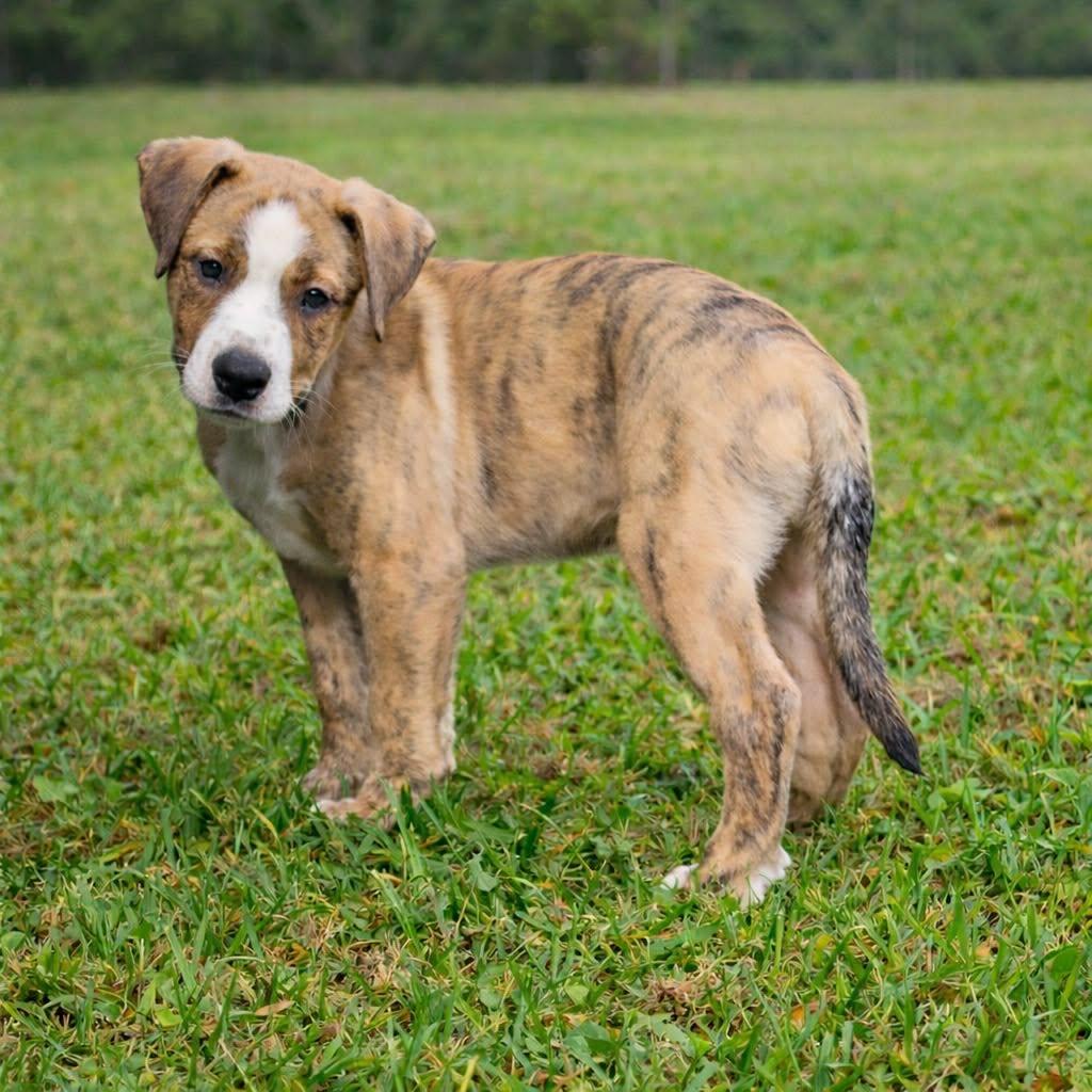 Mason, Adoptable, Puppy Male American Bully & Boxer.