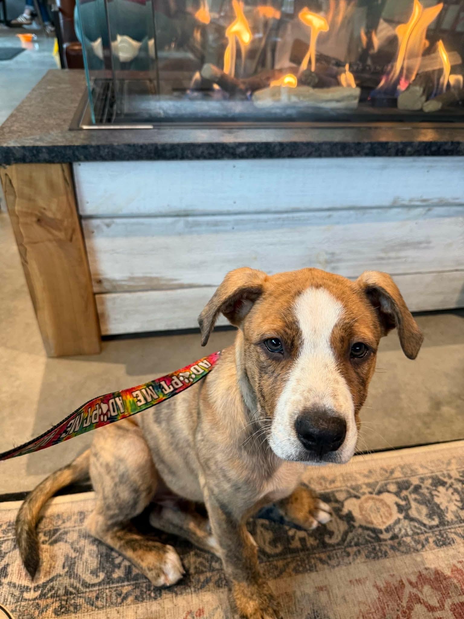 Enlarge Mason, an adopted mixed breed in Plymouth, MA image 6/6