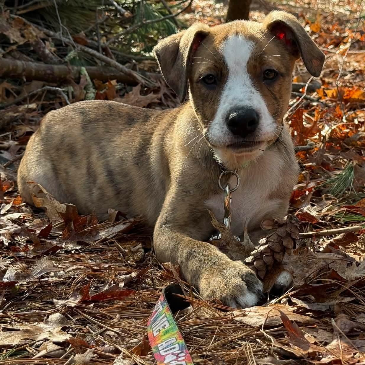 Enlarge Mason, an adopted mixed breed in Plymouth, MA image 1/6