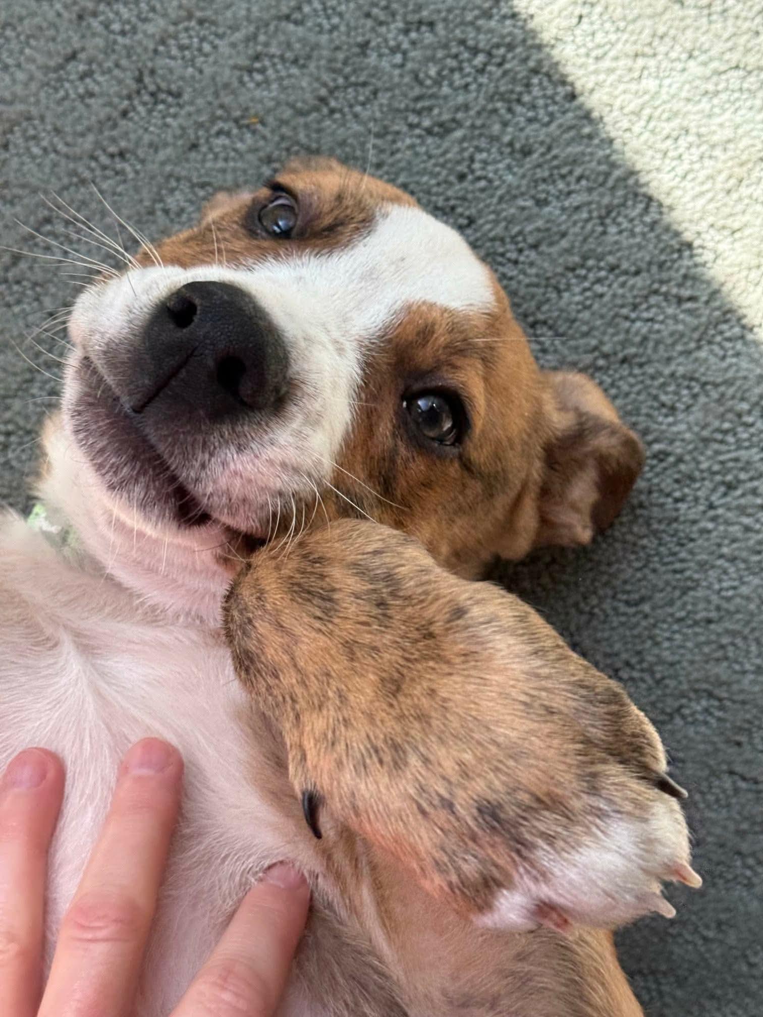 Enlarge Mason, an adopted mixed breed in Plymouth, MA image 4/6