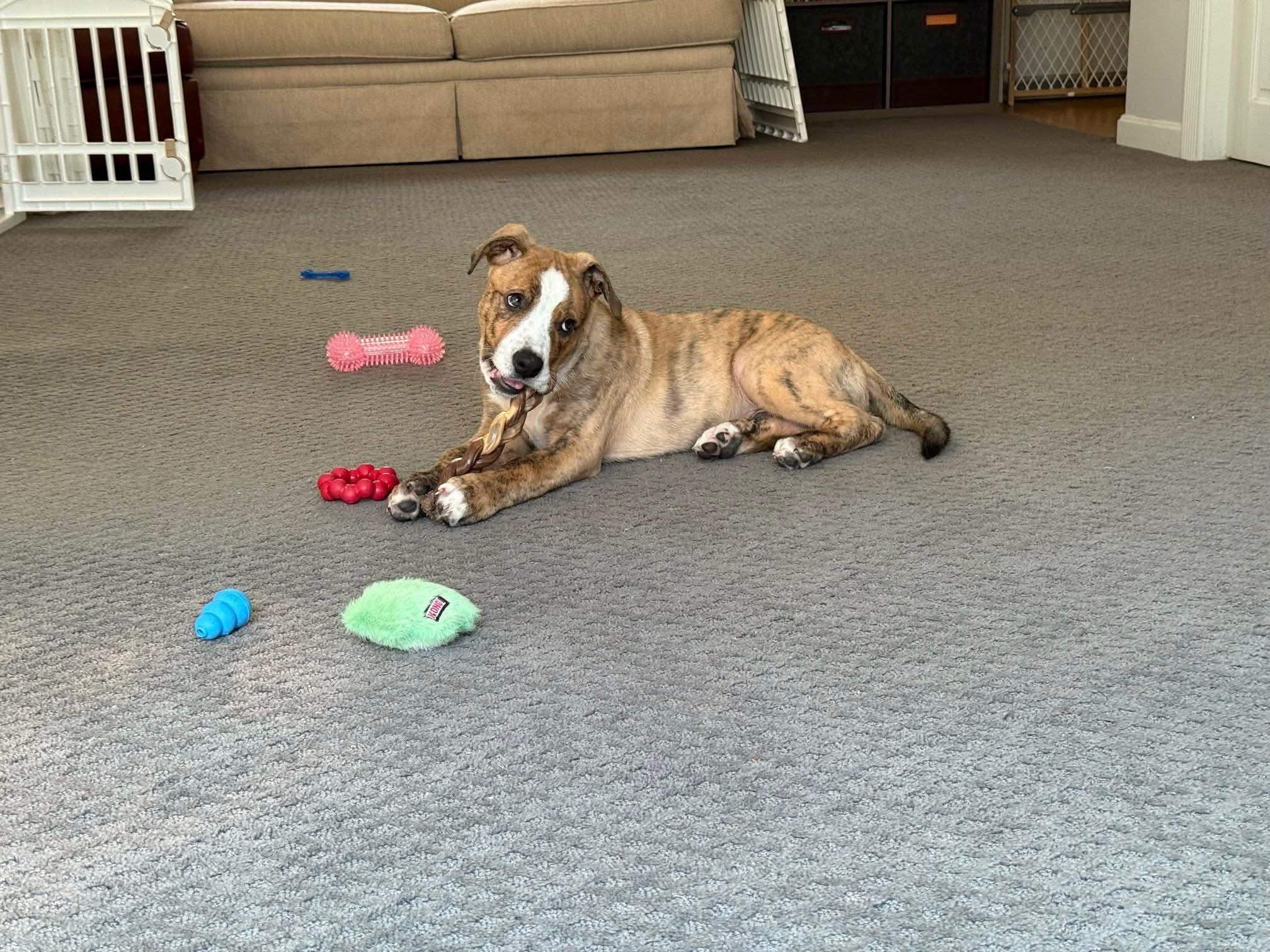 Enlarge Mason, an adopted mixed breed in Plymouth, MA image 5/6