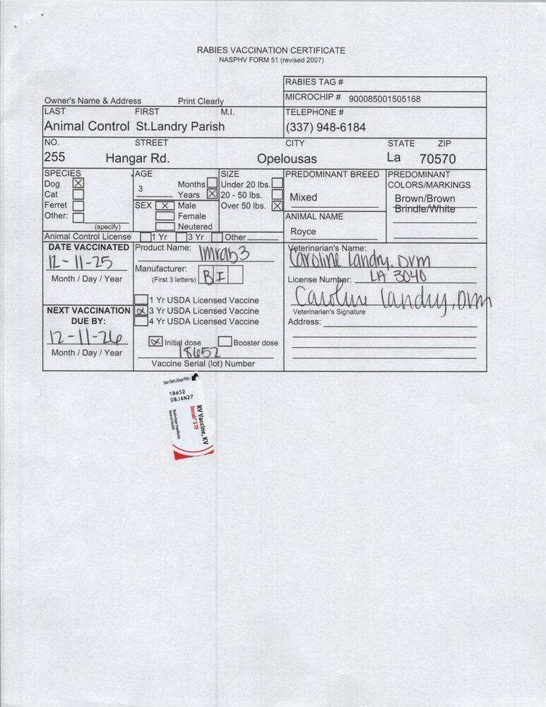 Enlarge Royce, a Adoptable mixed breed in Opelousas, LA image 2/2