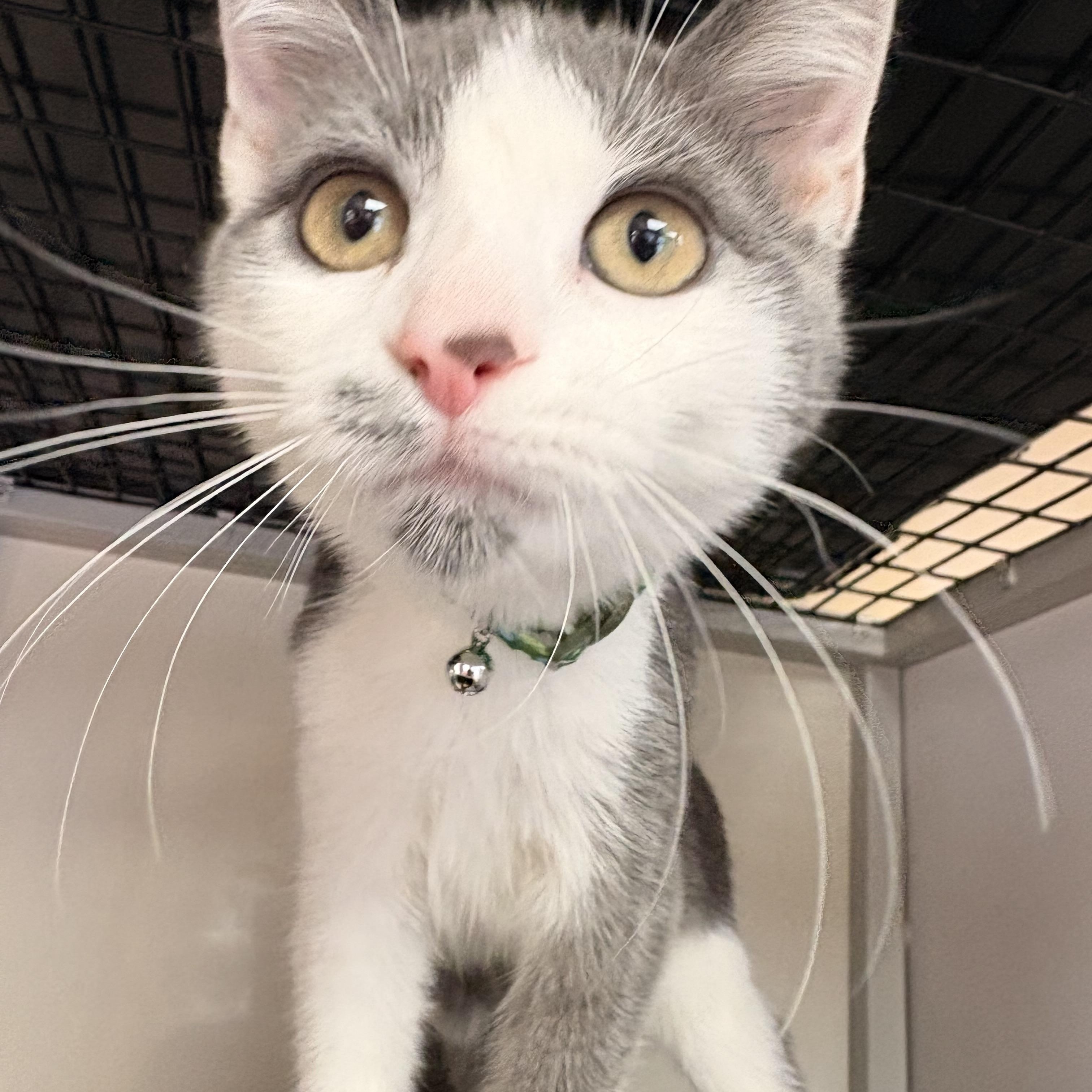 Clark, an adopted Domestic Short Hair in White Oak, PA image 2/3