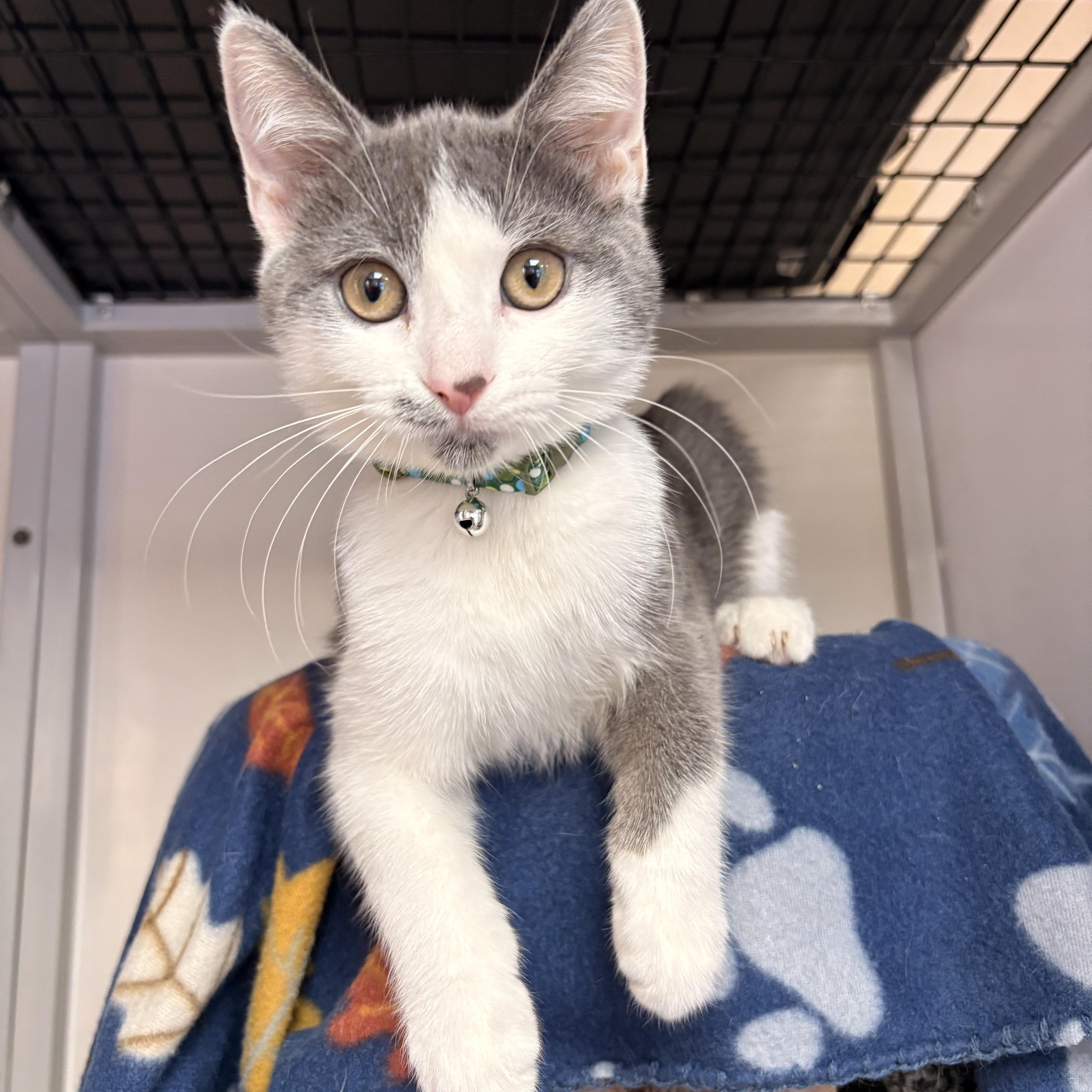 Clark, adopted, Young Male Domestic Short Hair.