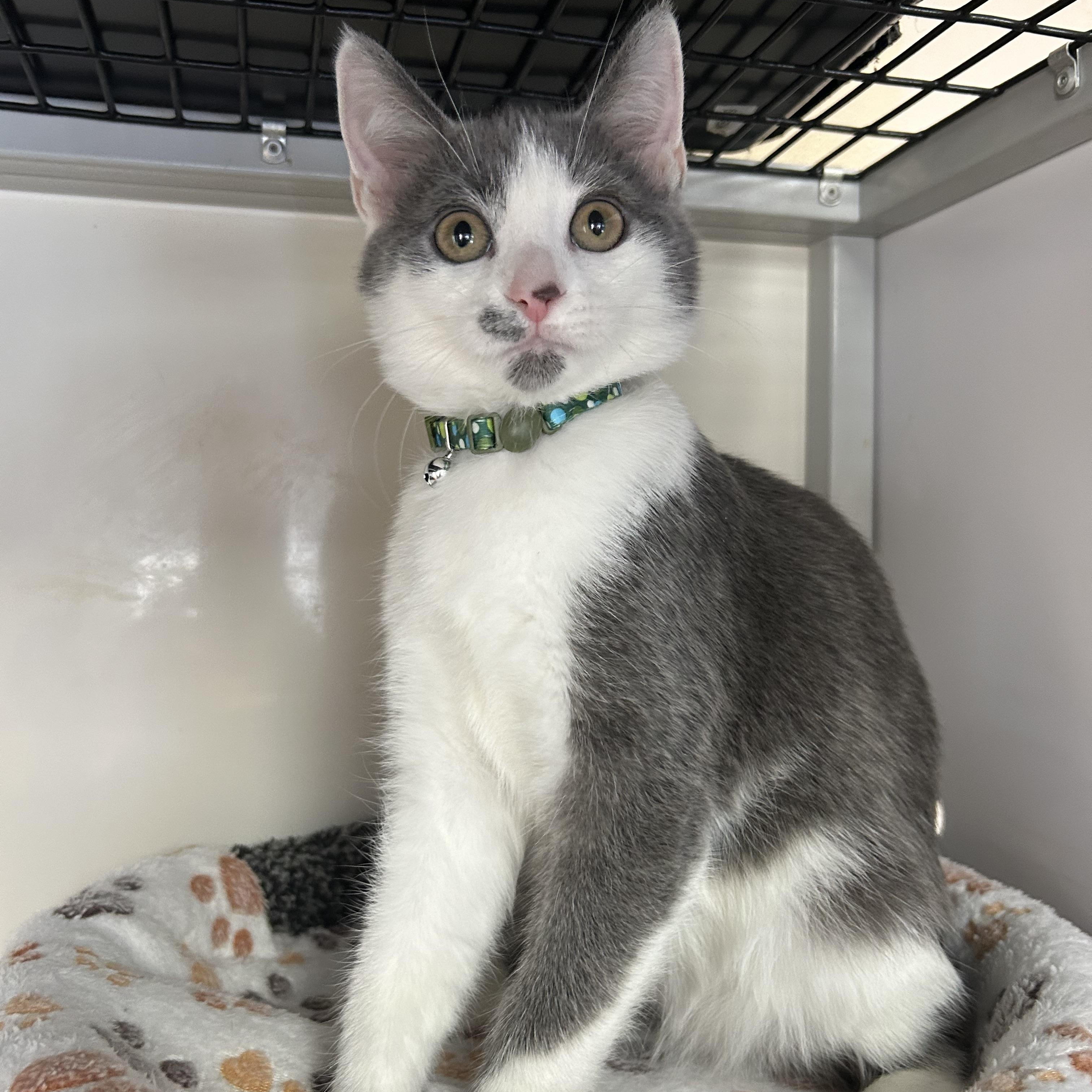 Clark, an adopted Domestic Short Hair in White Oak, PA image 3/3