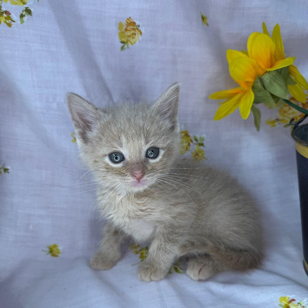 Enlarge Jackson, a Adoptable Domestic Short Hair in Mount Vernon, IL image 1/6