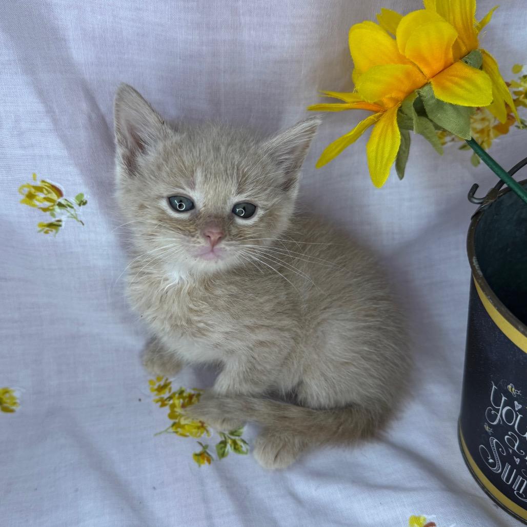 Enlarge Jackson, a Adoptable Domestic Short Hair in Mount Vernon, IL image 2/6