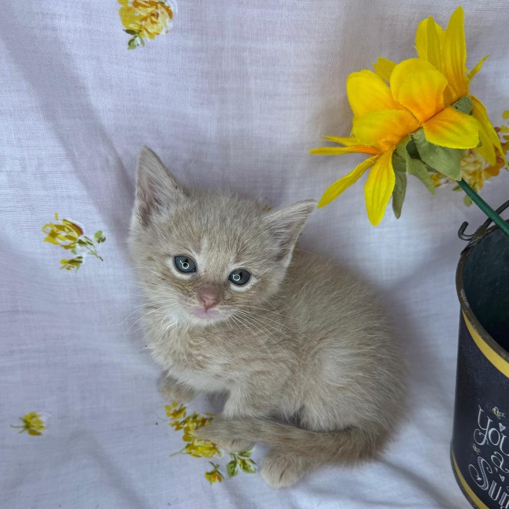 Enlarge Jackson, a Adoptable Domestic Short Hair in Mount Vernon, IL image 3/6