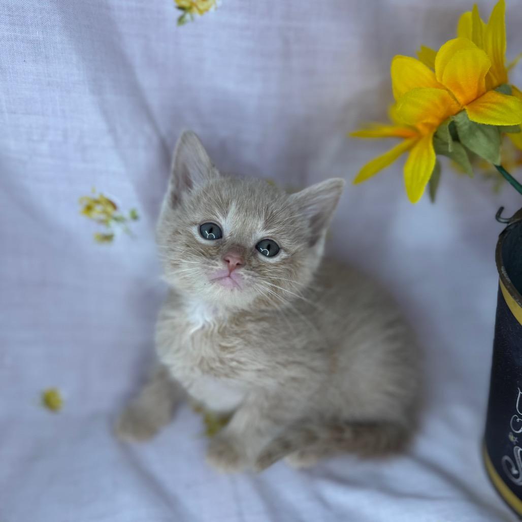 Enlarge Jackson, a Adoptable Domestic Short Hair in Mount Vernon, IL image 4/6