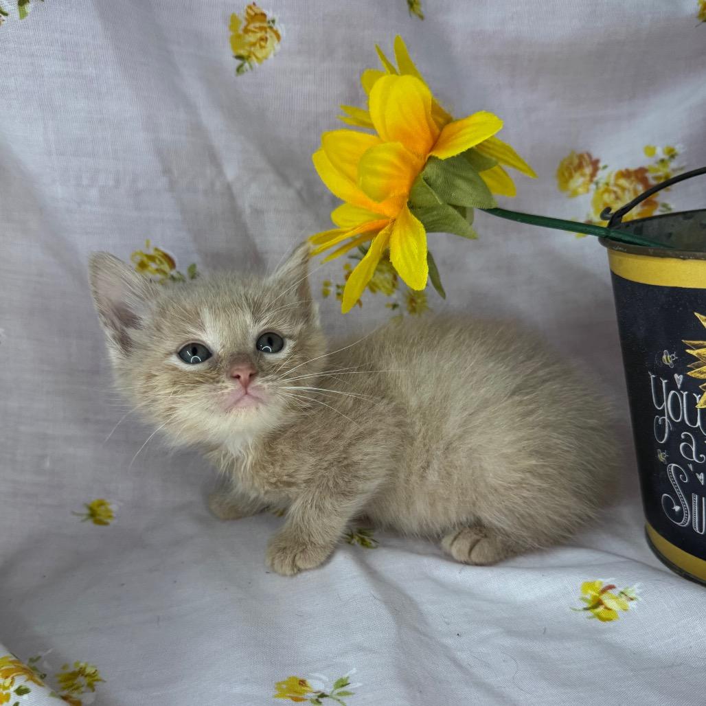 Enlarge Jackson, a Adoptable Domestic Short Hair in Mount Vernon, IL image 5/6