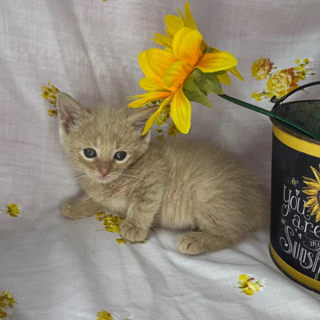 Enlarge Jackson, a Adoptable Domestic Short Hair in Mount Vernon, IL image 6/6