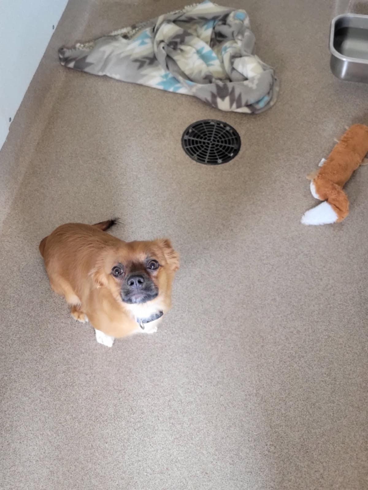 Peanut