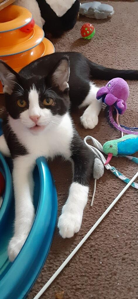 Enlarge Sweet Pea, a ADOPTABLE Domestic Short Hair in Westland, MI image 5/5
