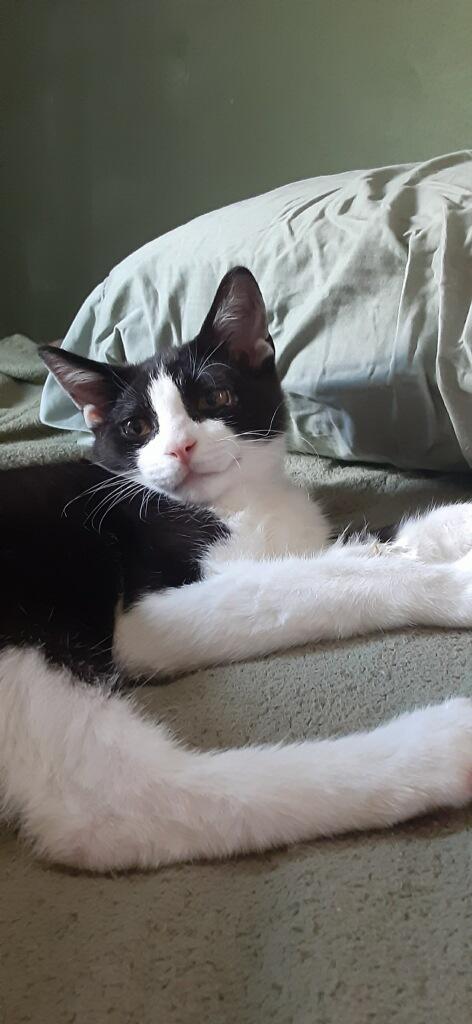 Enlarge Sweet Pea, a ADOPTABLE Domestic Short Hair in Westland, MI image 4/5