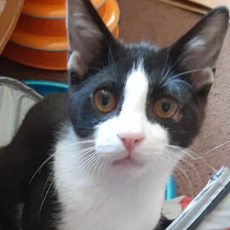 Sweet Pea, ADOPTABLE, Young Male Domestic Short Hair.