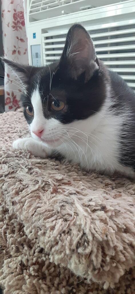 Enlarge Sweet Pea, a ADOPTABLE Domestic Short Hair in Westland, MI image 3/5