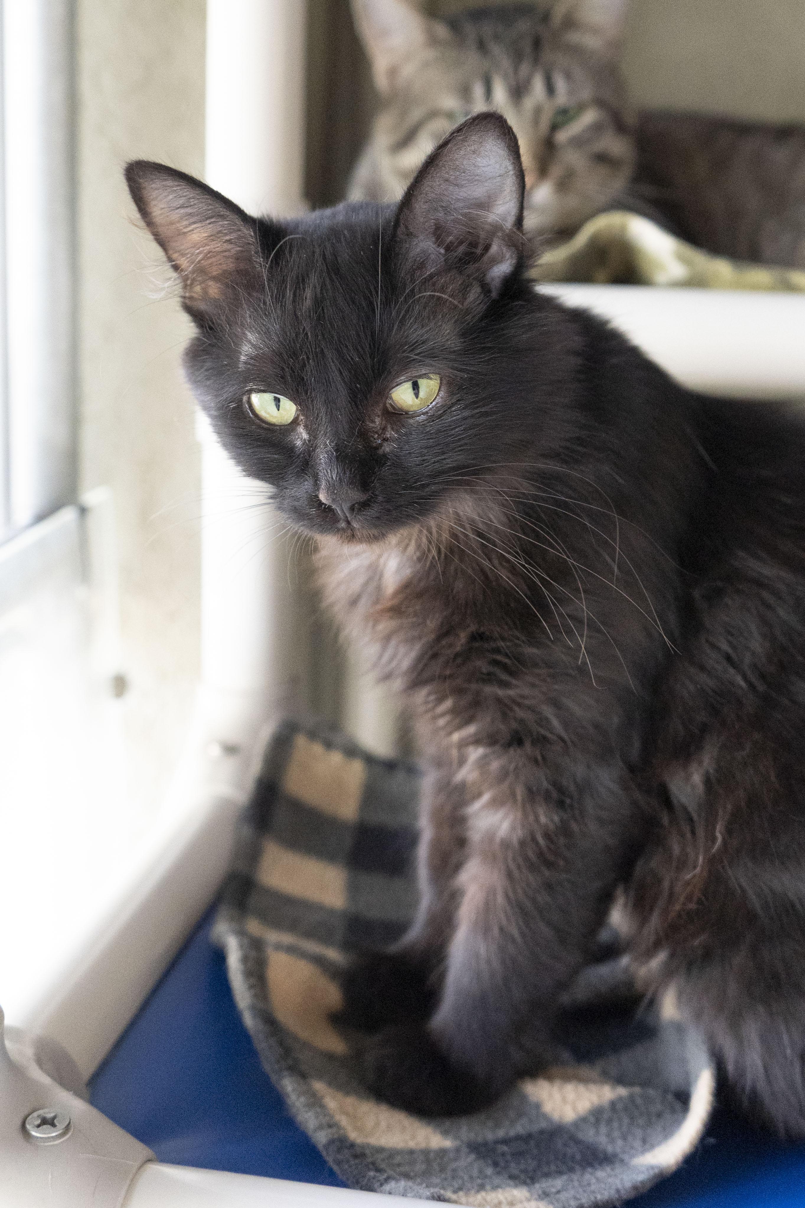 Enlarge Iris, a ADOPTABLE Domestic Long Hair in Boise, ID image 2/2