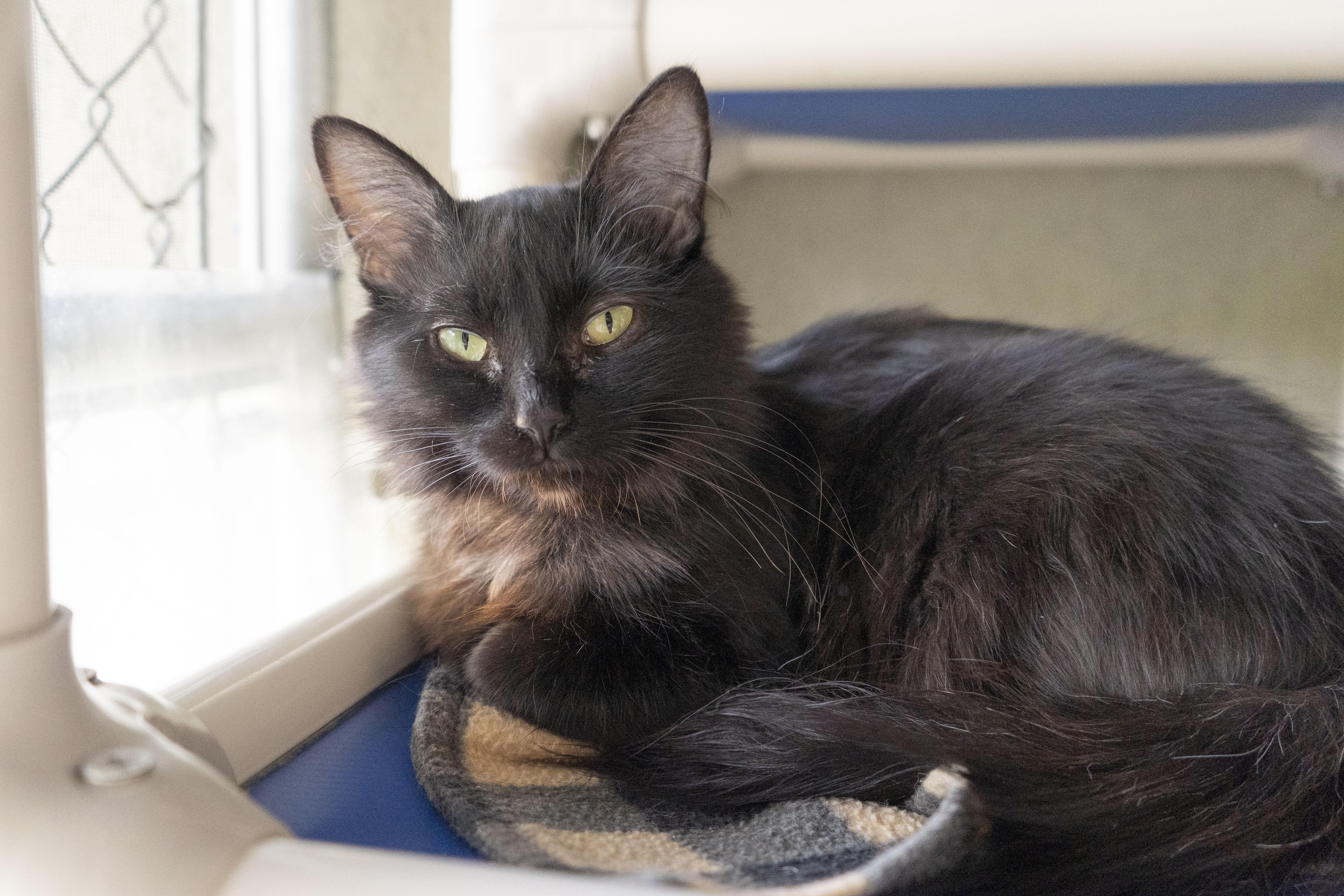 Iris, ADOPTABLE, Adult Female Domestic Long Hair.