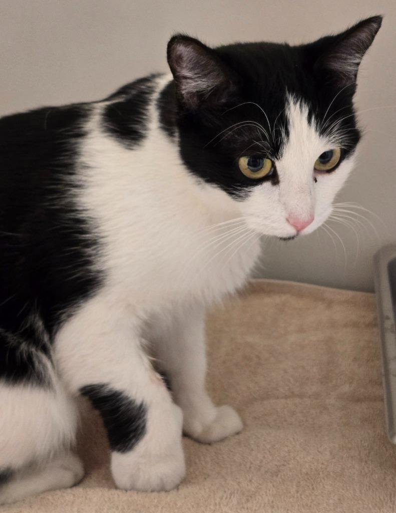 Enlarge Honey, a Adoptable mixed breed in Highland Village, TX image 1/2