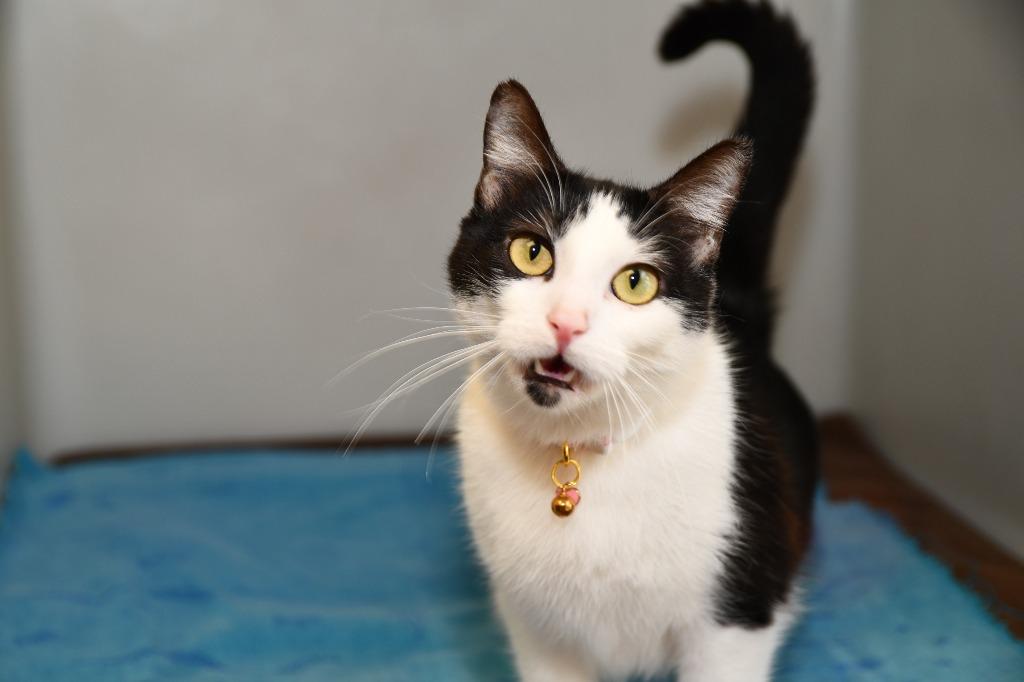 Enlarge Honey, a Adoptable mixed breed in Highland Village, TX image 2/2