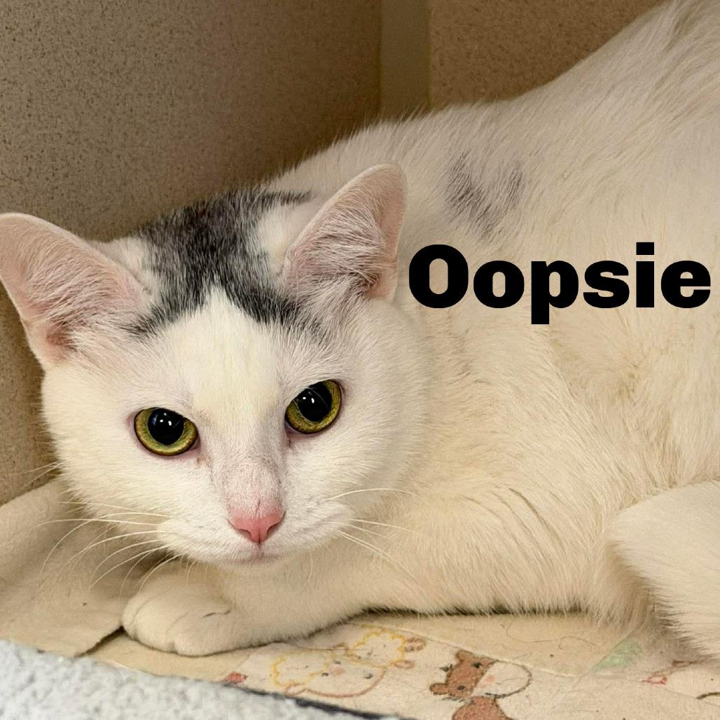 Oopsie 260298, Adoptable, Adult Female Domestic Short Hair.