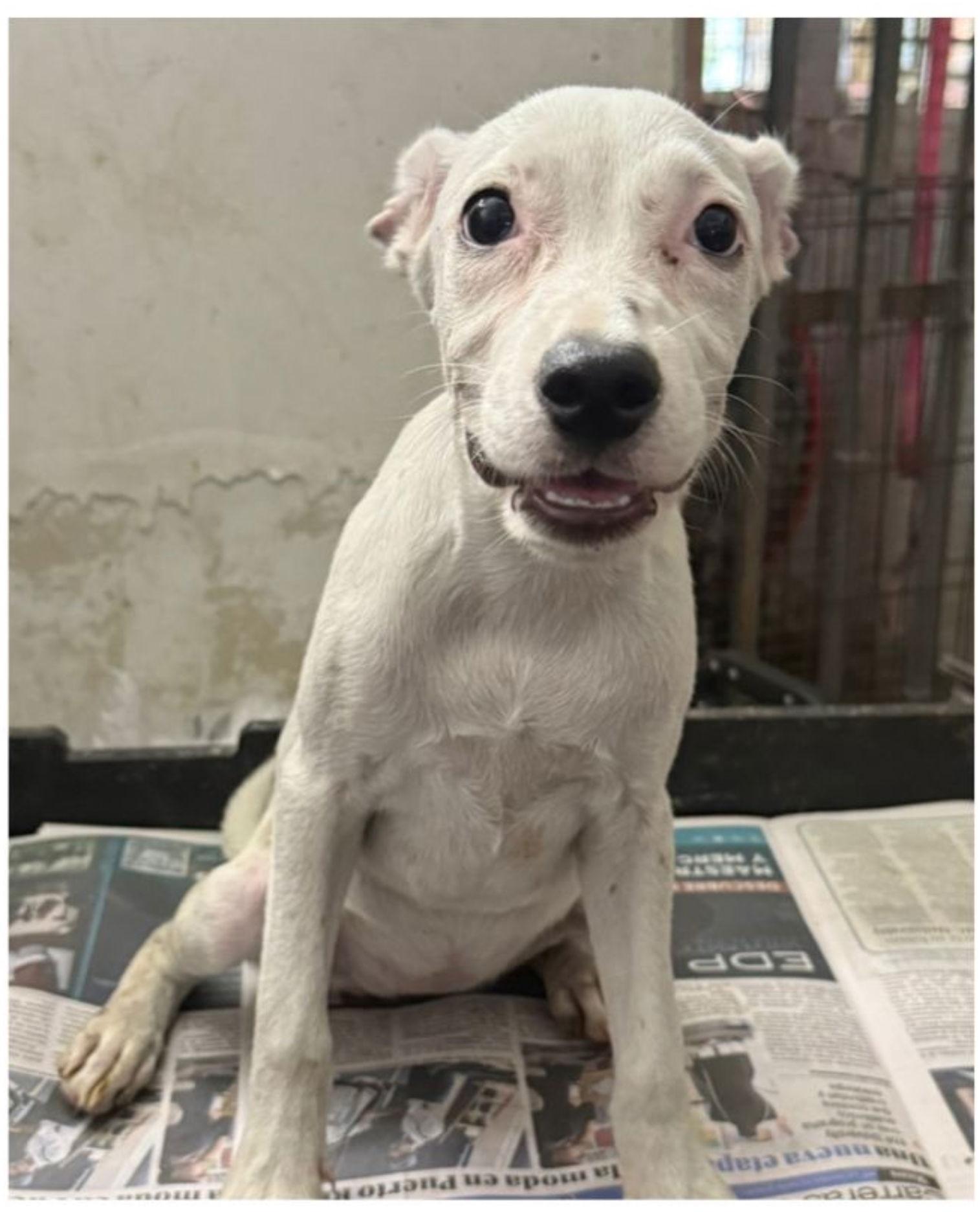 Luna, Adoptable, Puppy Female Labrador Retriever.