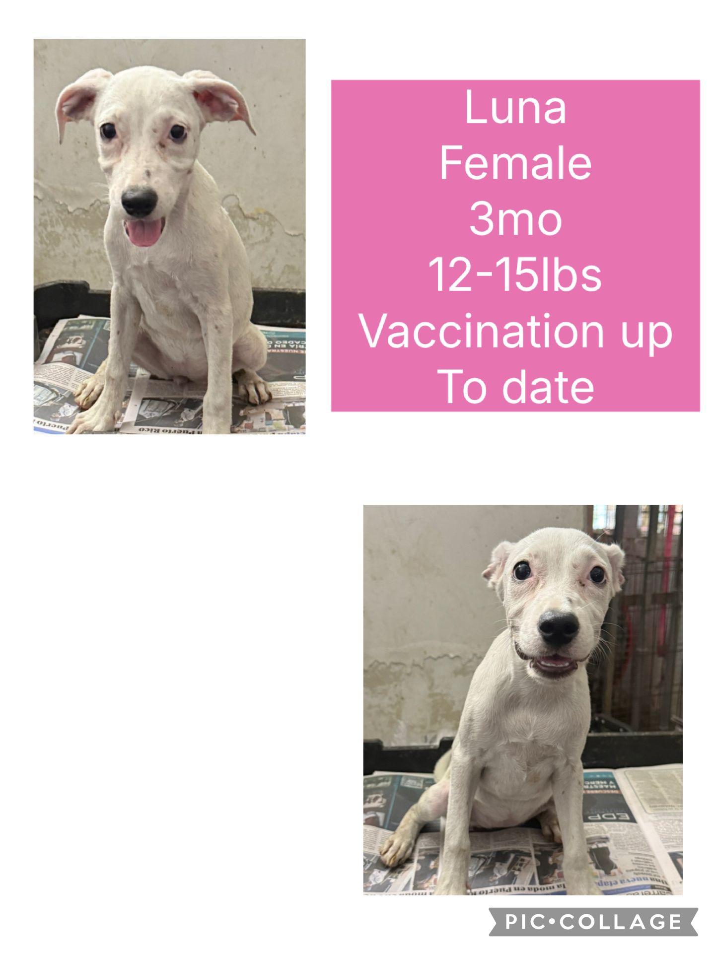 Enlarge Luna, a Adoptable Labrador Retriever in Virginia Beach, VA image 2/3