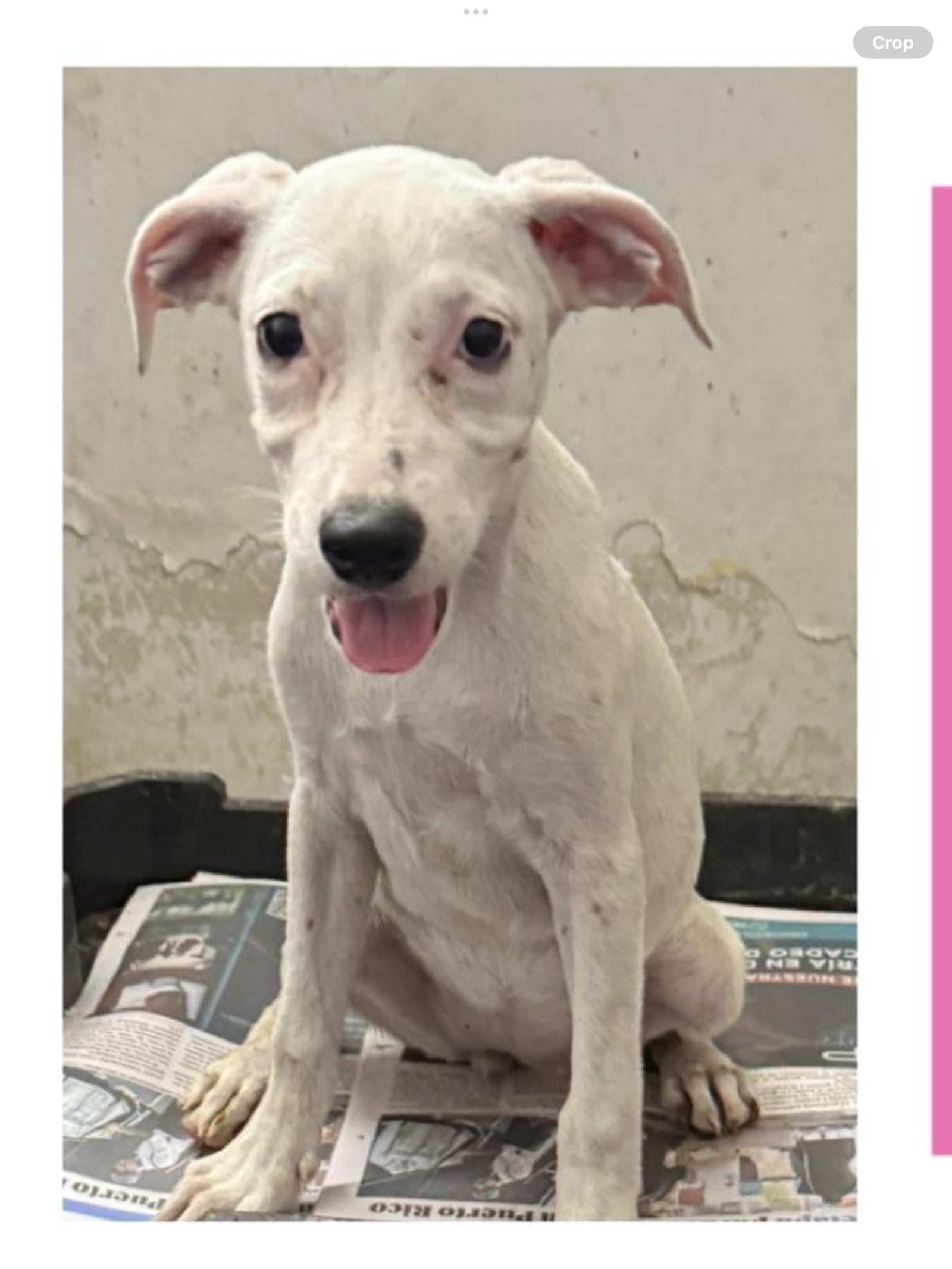 Enlarge Luna, a Adoptable Labrador Retriever in Virginia Beach, VA image 3/3