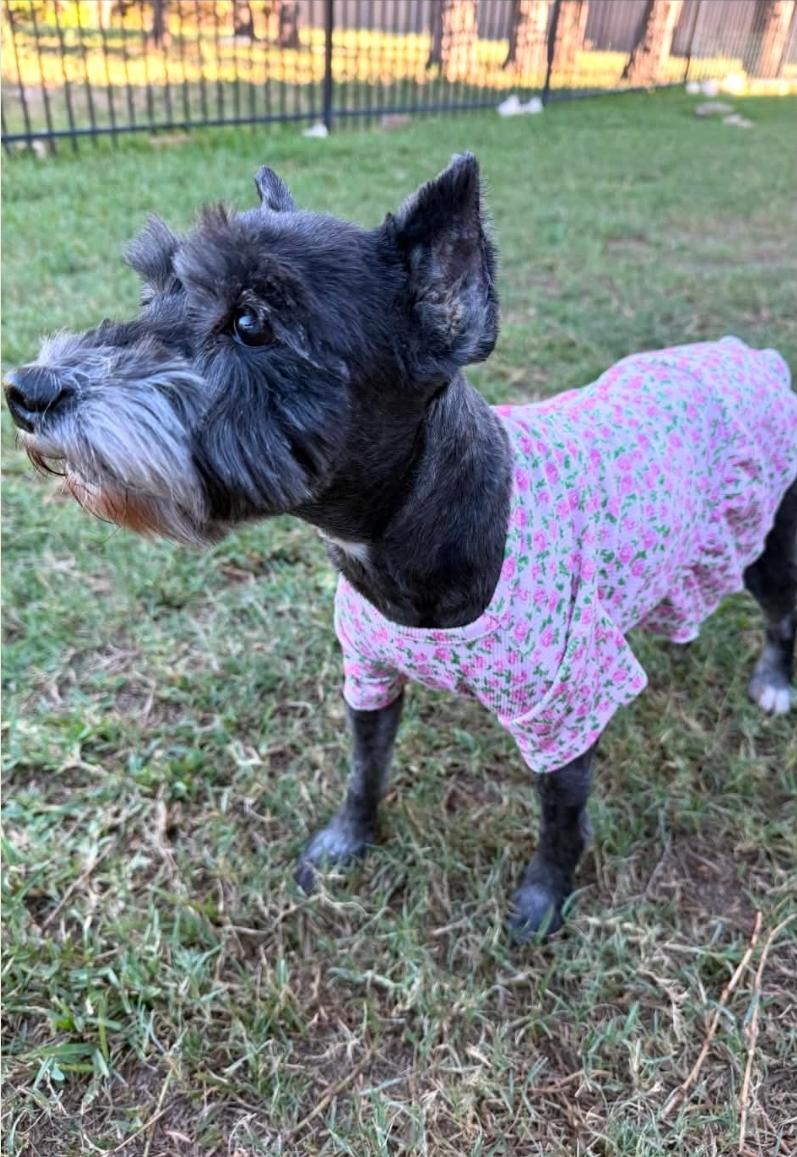 Enlarge LuLu, a Adoptable Miniature Schnauzer in Batavia, NY image 6/6
