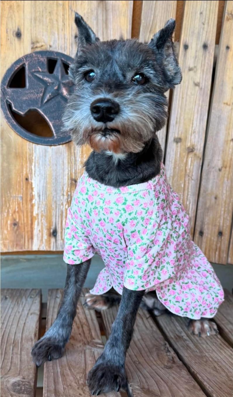 Enlarge LuLu, a Adoptable Miniature Schnauzer in Batavia, NY image 2/6