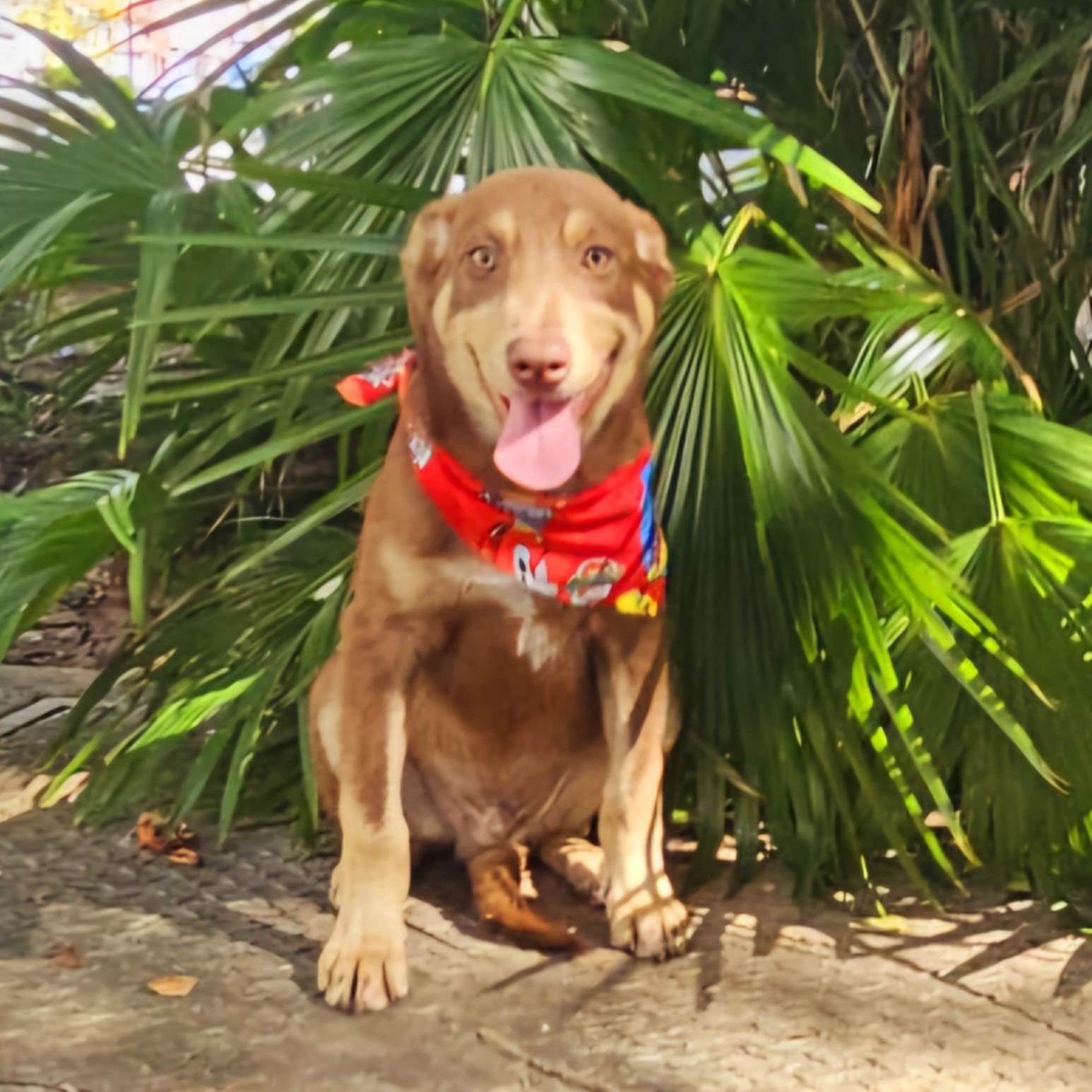 Caramelo "your Sweet Love." thumbnail 2