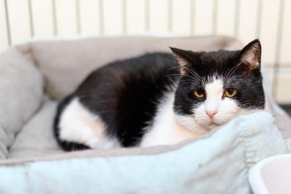 Pat, a Adoptable Domestic Short Hair in Anderson, IN image 2/2