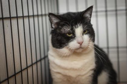 Enlarge Pat, a Adoptable Domestic Short Hair in Anderson, IN image 2/2