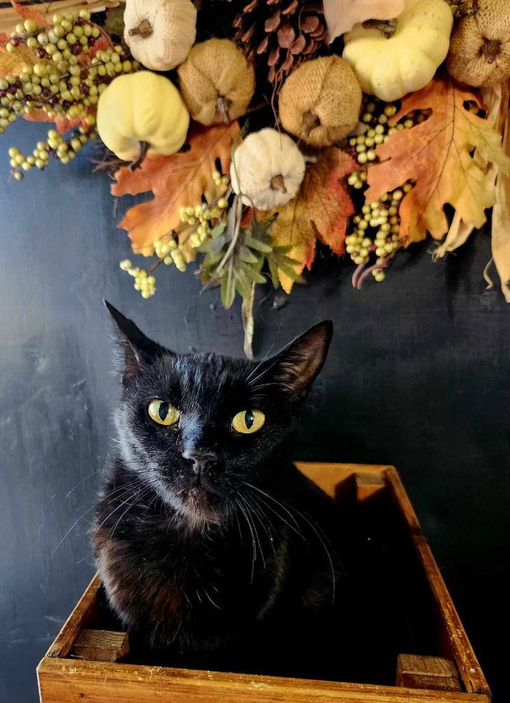 Ebony, a Adoptable Domestic Medium Hair in Cromwell, KY image 1/2